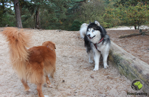 Wandelen Soest