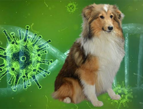 Kan je hond het coronavirus krijgen?