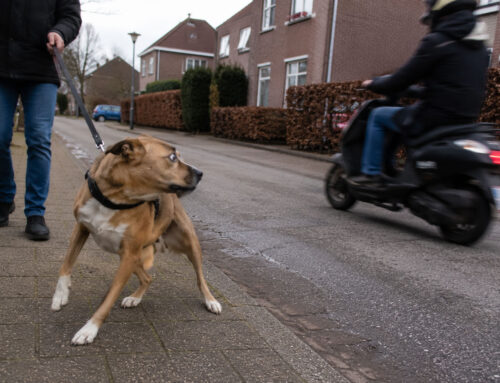 Waarom sommige honden extreem gevoelig zijn voor geluiden