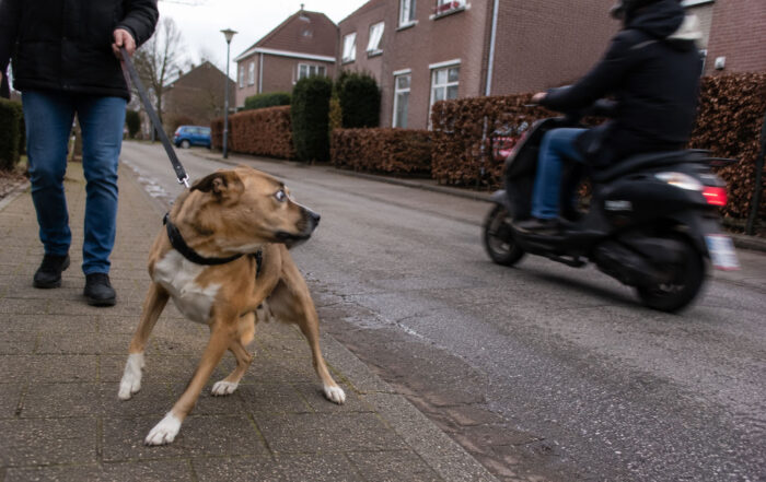 hond schrikt van scooter