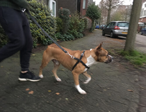 Waarom een wandeling je hond juist drukker kan maken