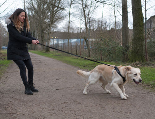 Mijn hond luistert thuis wel, maar buiten helemaal niet. Hoe kan dat?
